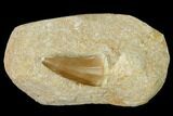 Mosasaur (Mosasaurus) Tooth In Rock - Morocco #152674-1